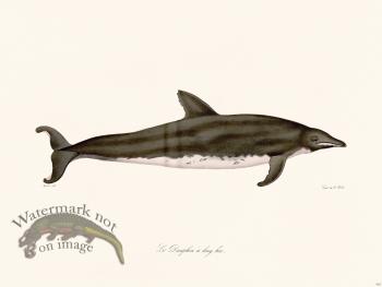 Cuvier 425 Long-Beaked Dolphin